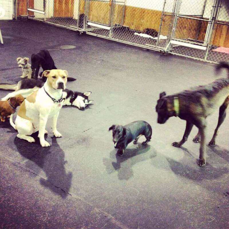(Expired)Fast Growing Doggie Daycare
