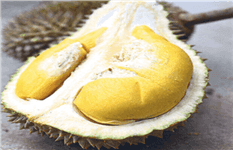 (Expired)PENANG Balik Pulau durian farm offer! Below market price! 15acres !