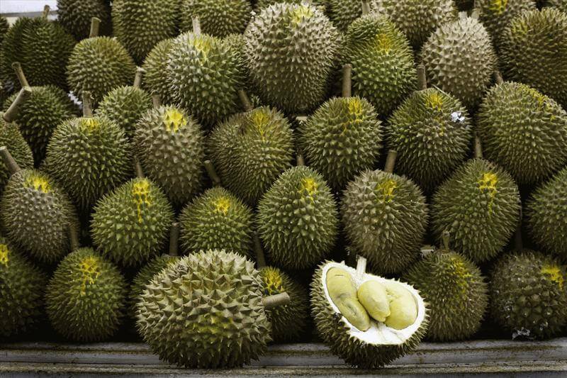 (Expired)Invest In the evergreen Durian Plantation!