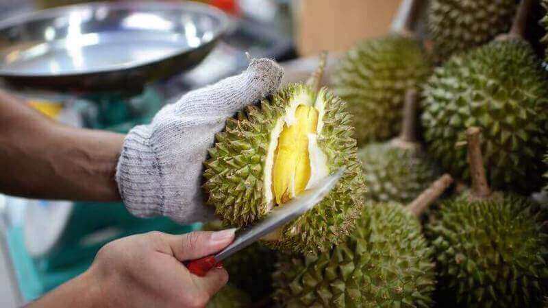 (Expired)Invest In the evergreen Durian Plantation!
