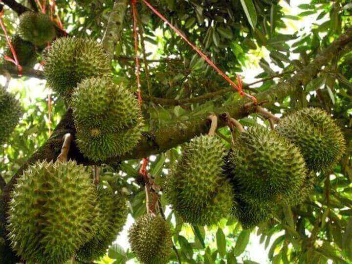 (Expired)Own Your Very Own Durian Tree (Yearly Returns Up To 30%)