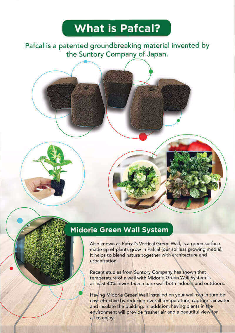 Franchise for Japanese Plant Brand