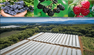 特级蓝莓，树莓，黑莓果园出售 – 美国合同培育生产