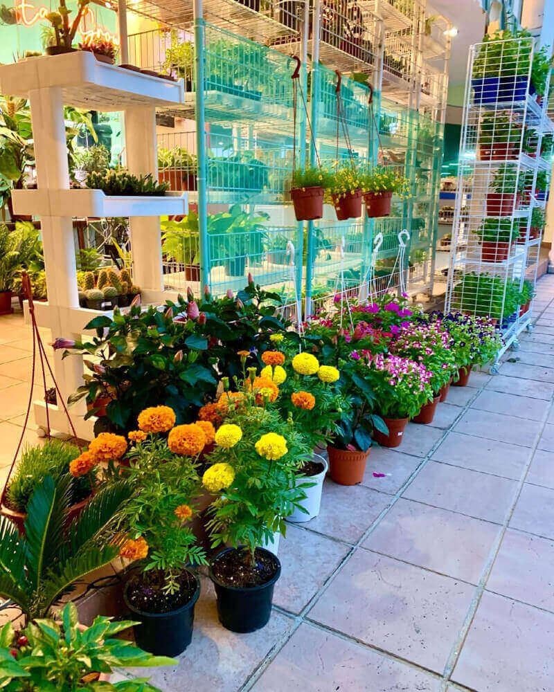 (Expired)Boutique Plant Shop At Tampines