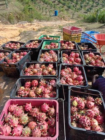 Great Potential Yield Sarawak Bintulu 30 Acres Of Dragon Fruit Farm For Sale 砂劳越民都鲁30 英亩火龙果园出售