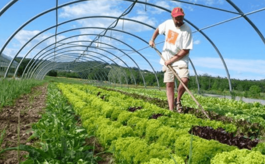 (Sold) High Profit Margin With Strong Branding Organic Farm Business