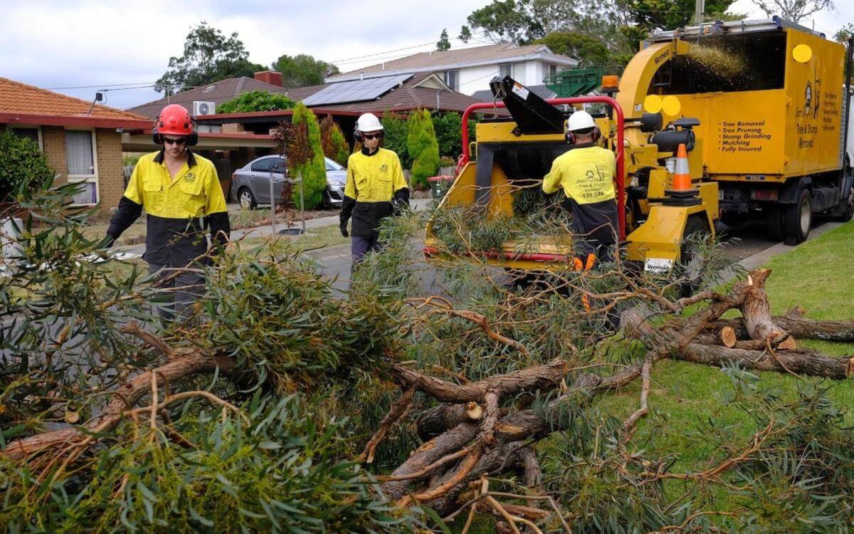 Jim's Tree lopping.