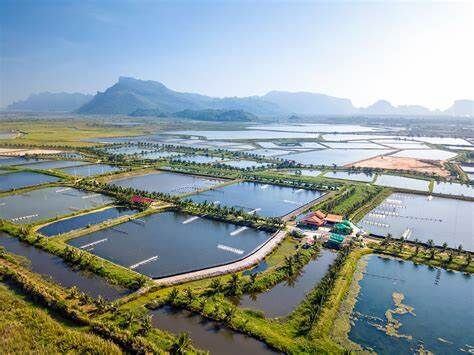 柔佛养虾场出售 (包括其海边土地) Johor Prawn Farms For Sale (include seaside land) 