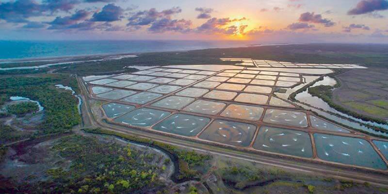 柔佛养虾场出售 (包括其海边土地) Johor Prawn Farms For Sale (include seaside land) 