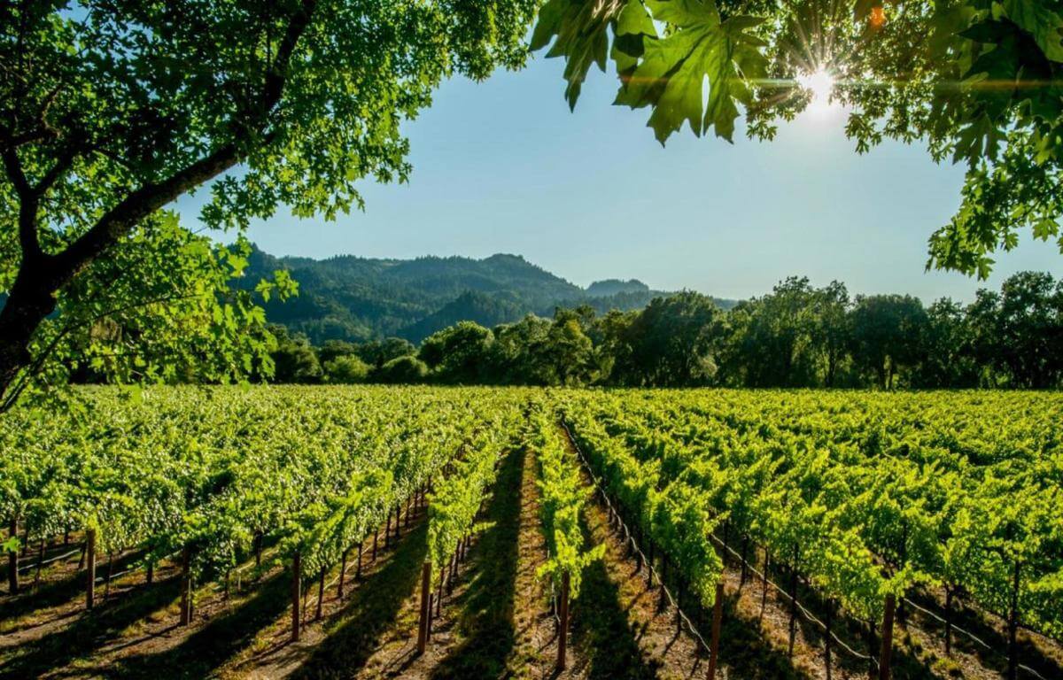 Iconic Marlborough Winery and Vineyards  Blenheim, New Zealand