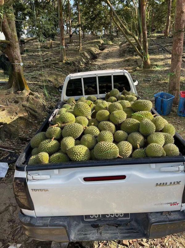 Love Durians? Start Your Own Durian Business (Even If You're A Complete Beginner!)