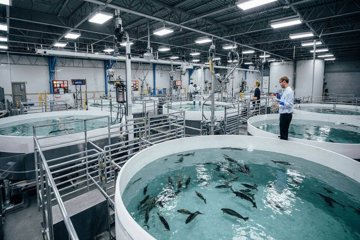 Automated Indoor Fish Farm (RAS) – Scalable, Low Overheads, Singapore
