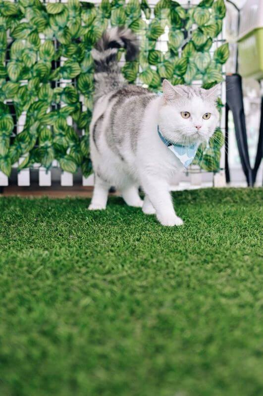 Cat Cafe Looking For Investor / Partner To Open Cat Cafe In Thailand