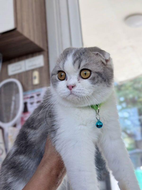 Cat Cafe Looking For Investor / Partner To Open Cat Cafe In Thailand