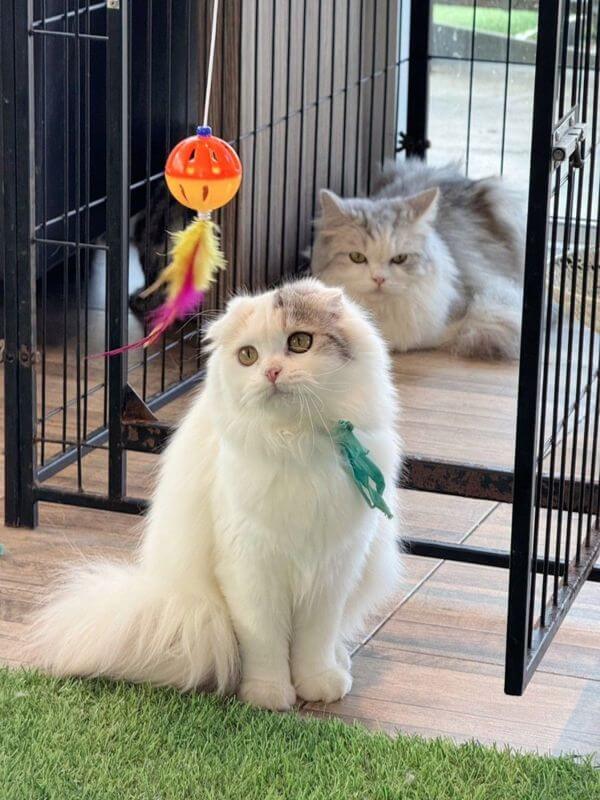 Cat Cafe Looking For Investor / Partner To Open Cat Cafe In Thailand