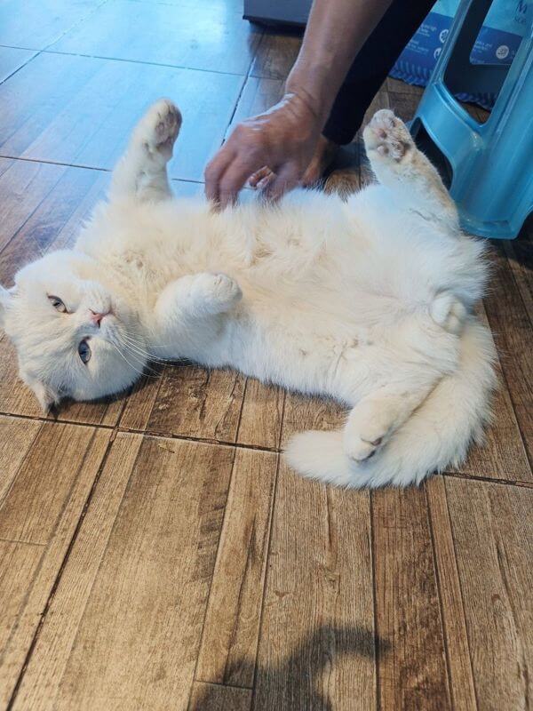 Cat Cafe Looking For Investor / Partner To Open Cat Cafe In Thailand