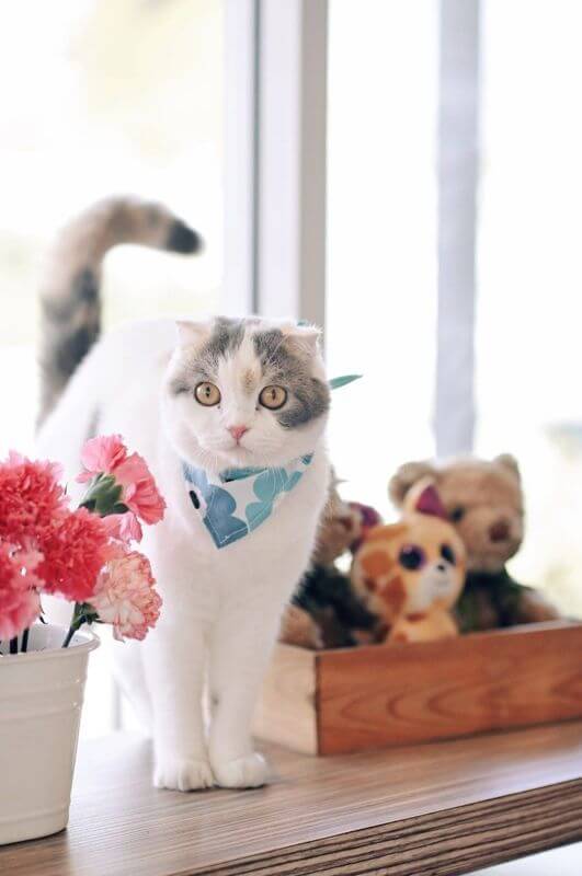 Cat Cafe Looking For Investor / Partner To Open Cat Cafe In Thailand