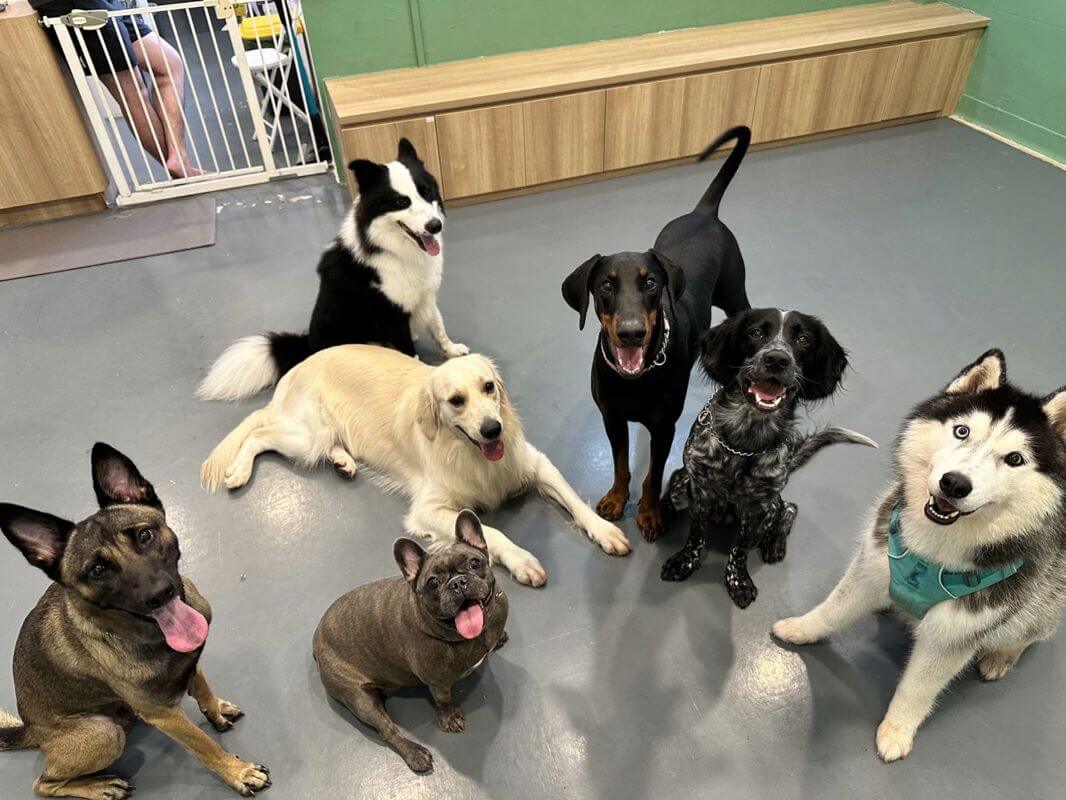 Profitable Pet Daycare, Boarding, Grooming (Toa Payoh / Thomson)