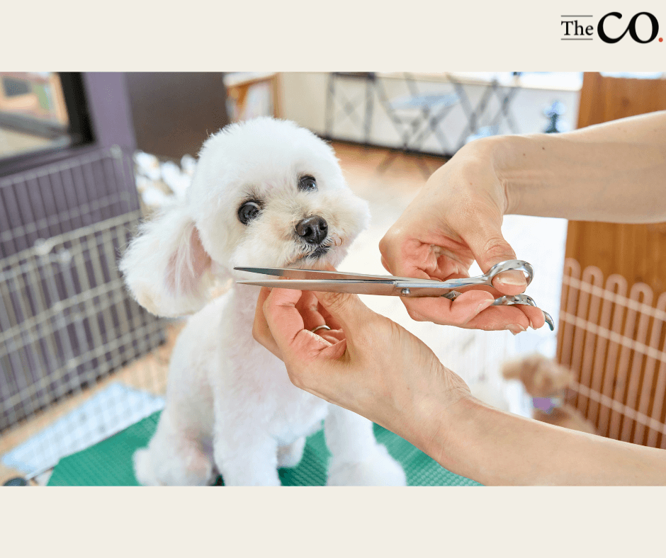 Pet Daycare & Grooming Business For Sale In The East