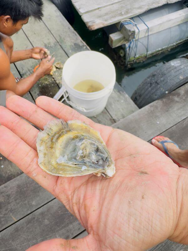 Invest In Local Oysters, Singapore's First Wild Oyster Farm