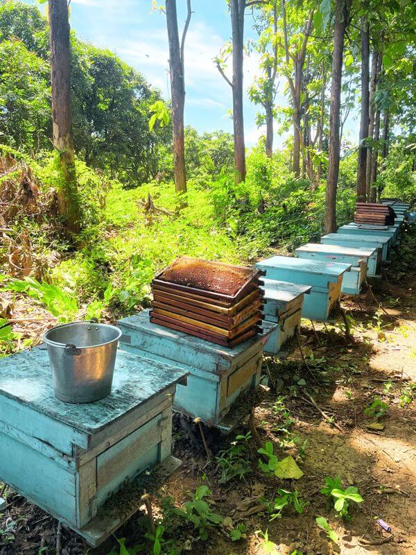 Profitable Wellness Honey Business (Singapore) – Established Retail & Travel Presence