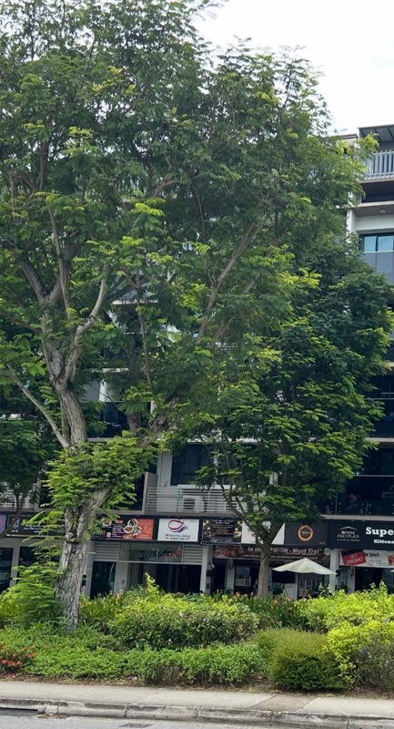 Rare Freehold 4 Storey Commercial Building & Business For Sale 稀有武吉知马有地四层楼店屋(永久地契)及住宅生意