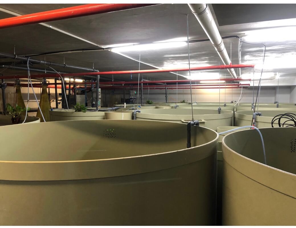 Indoor SFA Licensed Food Fish Farm in Singapore