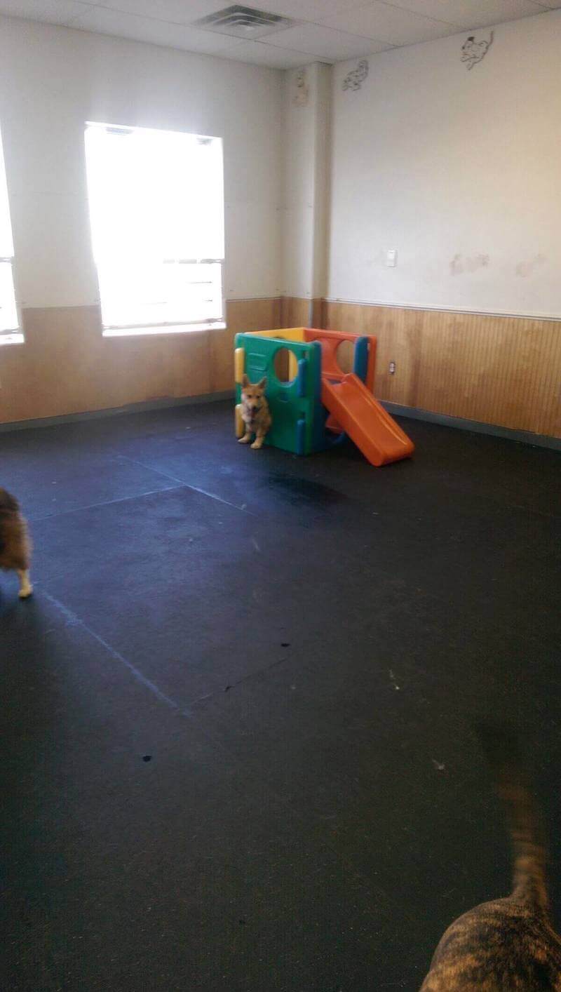 (Expired)Fast Growing Doggie Daycare