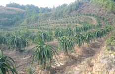 Great Potential Yield Sarawak Bintulu 30 Acres Of Dragon Fruit Farm For Sale 砂劳越民都鲁30 英亩火龙果园出售