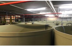 Indoor SFA Licensed Food Fish Farm in Singapore