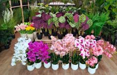 Established Florist And Landscaping Business In Central Area For Sale 新加坡市中心成熟花店和园艺业务出售