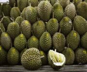 Invest In the evergreen Durian Plantation! image 1