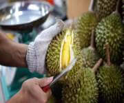 Invest In the evergreen Durian Plantation! image 3