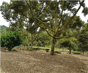 马来西亚 猫山王榴梿园 出售 Mature Musang King Durian Plantation in Machap (Johor, West Malaysia) for Sale image 2