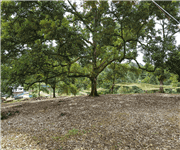 马来西亚 猫山王榴梿园 出售 Mature Musang King Durian Plantation in Machap (Johor, West Malaysia) for Sale image 3