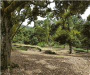 马来西亚 猫山王榴梿园 出售 Mature Musang King Durian Plantation in Machap (Johor, West Malaysia) for Sale image 4