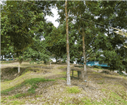 马来西亚 猫山王榴梿园 出售 Mature Musang King Durian Plantation in Machap (Johor, West Malaysia) for Sale image 5