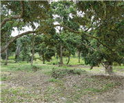 马来西亚 猫山王榴梿园 出售 Mature Musang King Durian Plantation in Machap (Johor, West Malaysia) for Sale image 6
