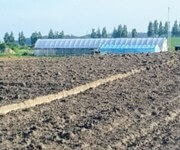 Sale Or Rent Of A Farm - Plant Nursery image 2
