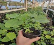 Sale Or Rent Of A Farm - Plant Nursery image 6