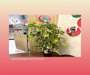 Selling Brand And Receipe image 3