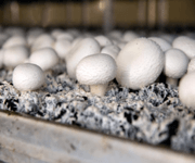 Successful Mushroom Farm For Sale On Baikal (Russia) image 2