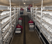Successful Mushroom Farm For Sale On Baikal (Russia) image 4