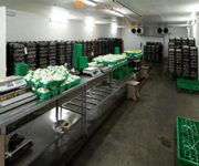 Successful Mushroom Farm For Sale On Baikal (Russia) image 5