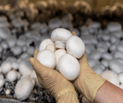 Successful Mushroom Farm For Sale On Baikal (Russia) image 8