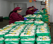 Successful Mushroom Farm For Sale On Baikal (Russia) image 9