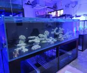 Profitable Fully Equipped Marine Fish Business For Takeover (Aquarium)