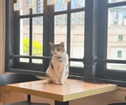 Art Jamming Cat Cafe For Sale