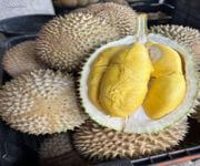 Love Durians? Start Your Own Durian Business (Even If You