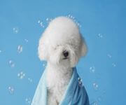 Spacious, Fully-Booked Dog Grooming Studio With Huge Growth Potential